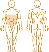 Мышцы, нагружаемые пневматическим тренажером для спины Abdominal Enraf Nonius
